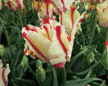 Tulipán papouškovitý 'Flaming Parrot'