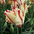 tulipan-papouskovity-flaming-parrot.jpg