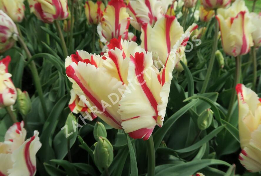 Tulipán papouškovitý 'Flaming Parrot' - Tulipa Parrot 'Flaming Parrot'