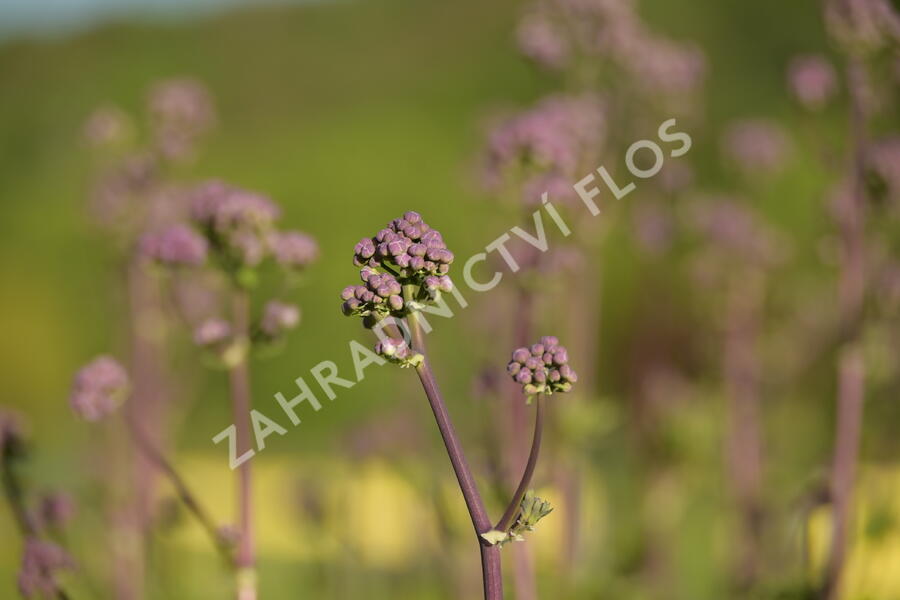 Žluťucha orlíčkolistá 'Nimbus Pink' - Thalictrum aquilegifolium 'Nimbus Pink'