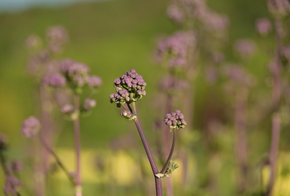 Žluťucha orlíčkolistá 'Nimbus Pink' - Thalictrum aquilegifolium 'Nimbus Pink'