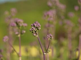 Žluťucha orlíčkolistá 'Nimbus Pink' - Thalictrum aquilegifolium 'Nimbus Pink'