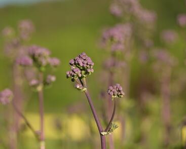 Žluťucha orlíčkolistá 'Nimbus Pink'