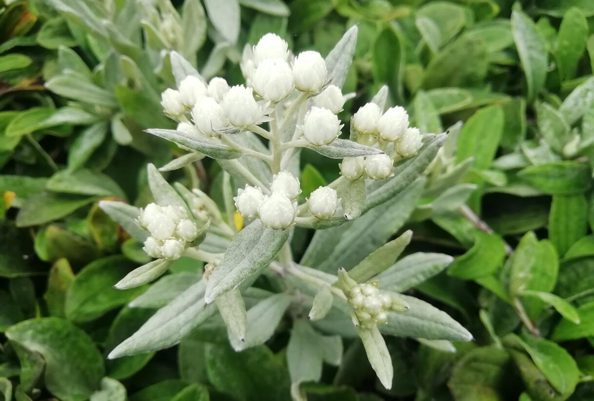 Plesnivka trojžilná 'Sommerschnee' - Anaphalis triplinervis 'Sommerschnee'