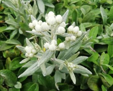 Plesnivka trojžilná 'Sommerschnee'