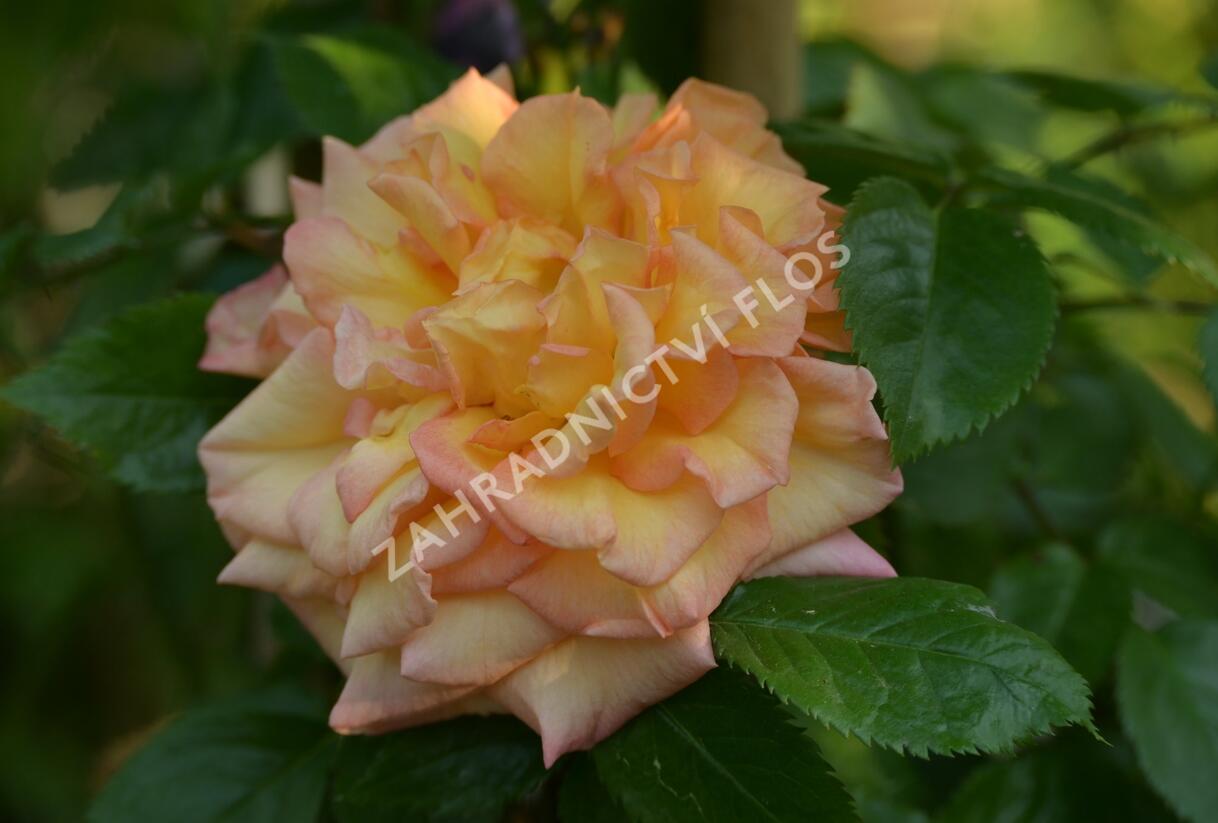 Růže pnoucí Tantau 'Barock' - Rosa PN 'Barock'