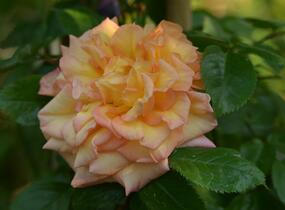 Růže pnoucí Tantau 'Barock' - Rosa PN 'Barock'