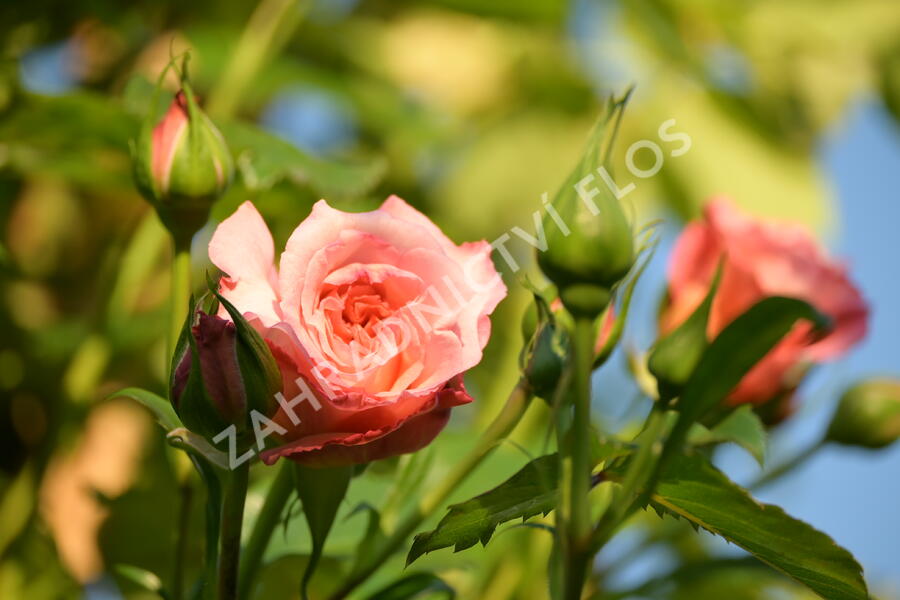 Růže pnoucí Tantau 'Barock' - Rosa PN 'Barock'