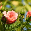 Růže pnoucí Tantau 'Barock' - Rosa PN 'Barock'