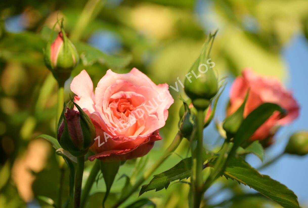 Růže pnoucí Tantau 'Barock' - Rosa PN 'Barock'