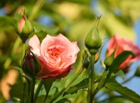 Růže pnoucí Tantau 'Barock' - Rosa PN 'Barock'