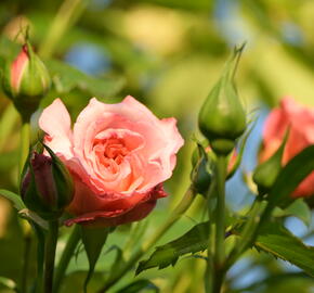 Růže pnoucí Tantau 'Barock' - Rosa PN 'Barock'