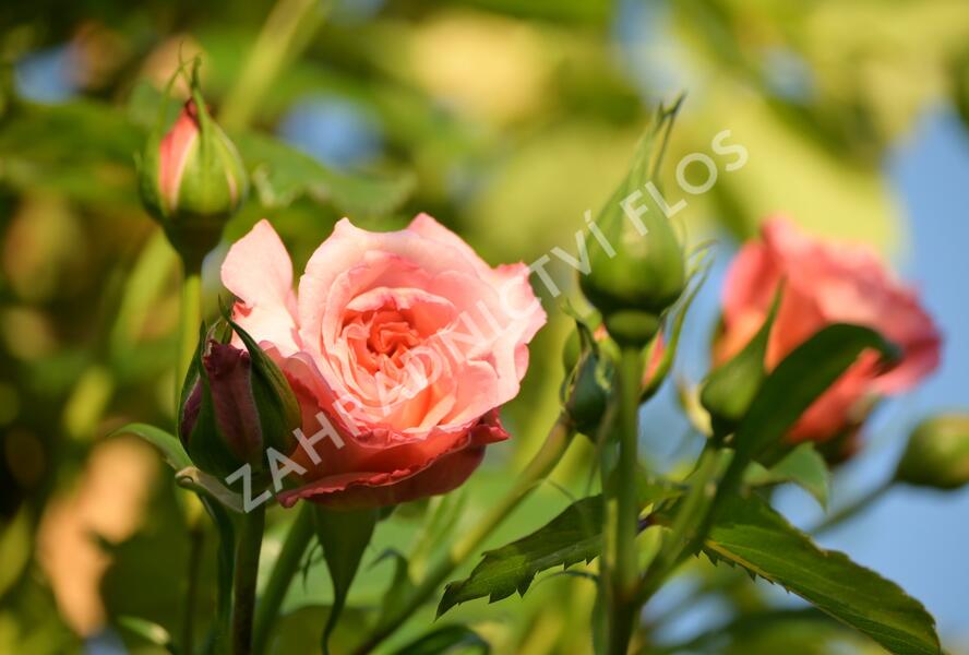 Růže pnoucí Tantau 'Barock' - Rosa PN 'Barock'
