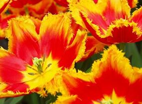 Tulipán třepenitý 'Davenport' - Tulipa Fringed 'Davenport'