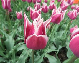 Tulipán liliovitý 'Claudia'