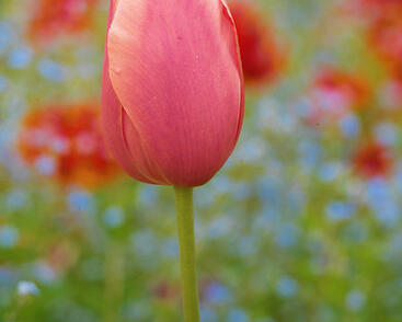 Tulipán jednoduchý pozdní 'Menton'
