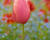 Tulipán jednoduchý pozdní 'Menton'
