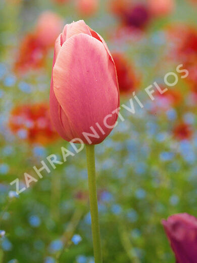 Tulipán jednoduchý pozdní 'Menton' - Tulipa Single Late 'Menton'
