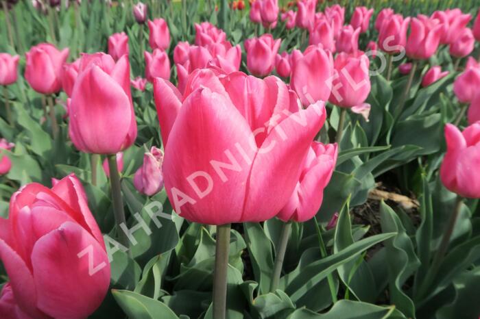 Tulipán 'Christmas Dream' - Tulipa 'Christmas Dream'