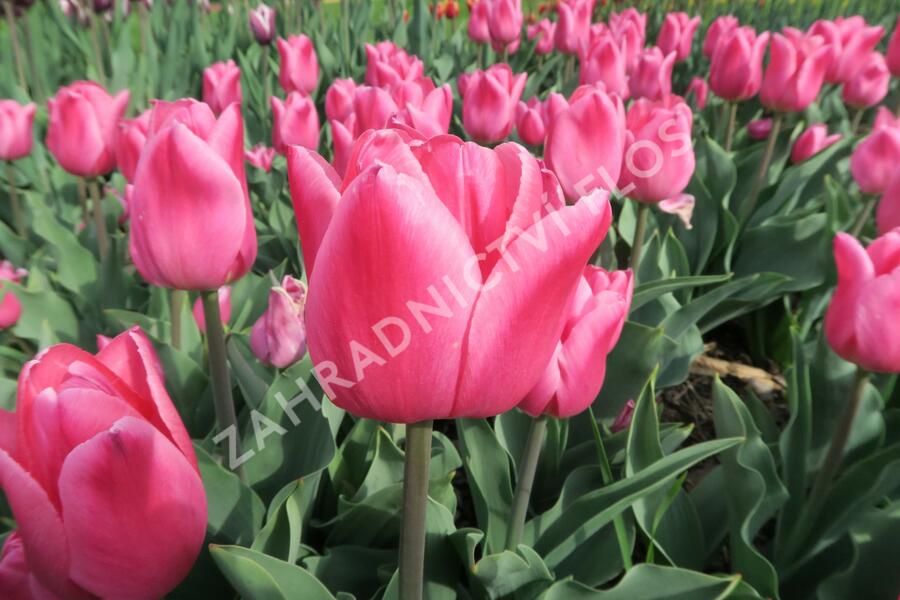 Tulipán 'Christmas Dream' - Tulipa 'Christmas Dream'