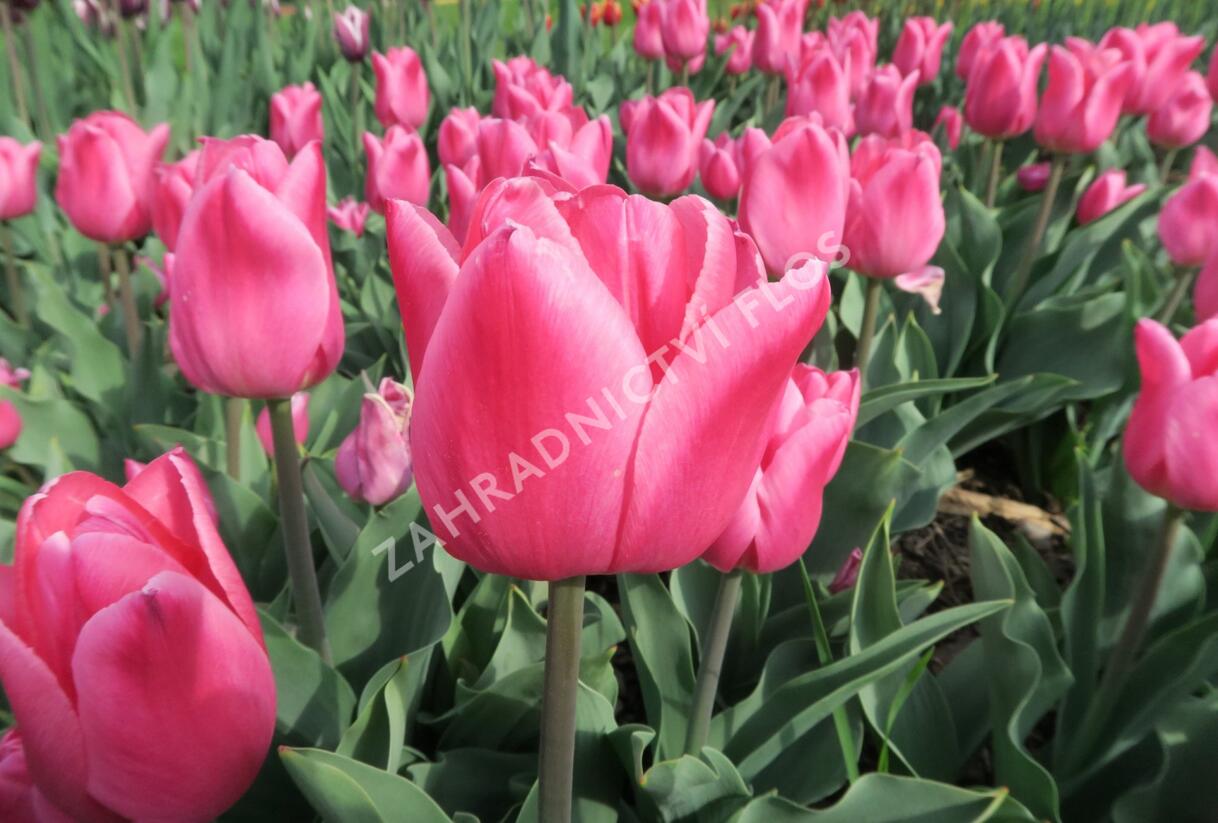 Tulipán 'Christmas Dream' - Tulipa 'Christmas Dream'
