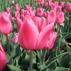 Tulipán 'Christmas Dream' - Tulipa 'Christmas Dream'