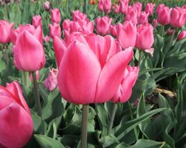 Tulipán 'Christmas Dream'