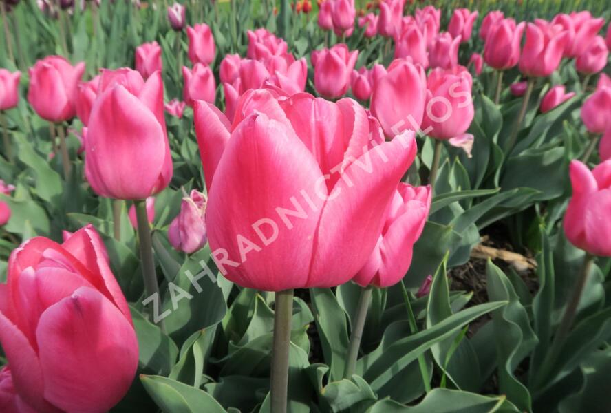Tulipán 'Christmas Dream' - Tulipa 'Christmas Dream'