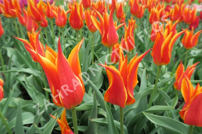 Tulipán liliovitý 'Fly Away' - Tulipa Lily Flowering 'Fly Away'
