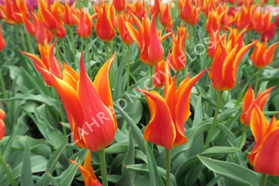 Tulipán liliovitý 'Fly Away' - Tulipa Lily Flowering 'Fly Away'
