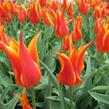 Tulipán liliovitý 'Fly Away' - Tulipa Lily Flowering 'Fly Away'