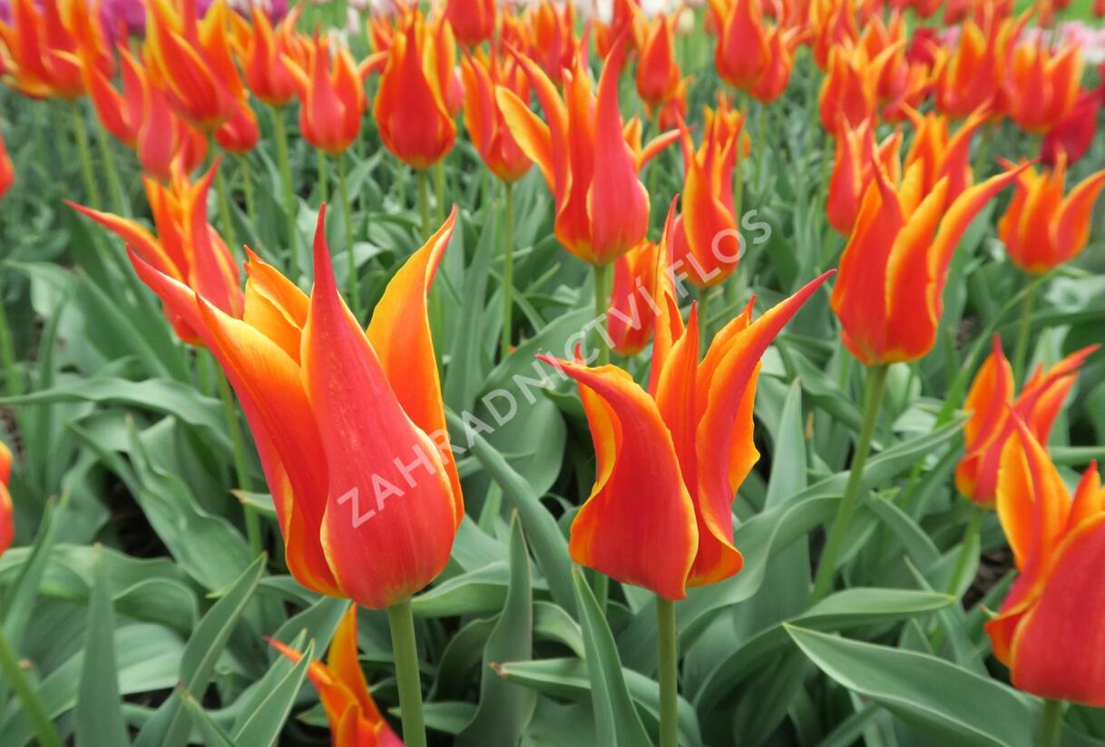 Tulipán liliovitý 'Fly Away' - Tulipa Lily Flowering 'Fly Away'
