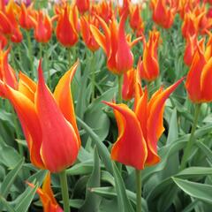 Tulipán liliovitý 'Fly Away' - Tulipa Lily Flowering 'Fly Away'
