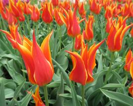 Tulipán liliovitý 'Fly Away'