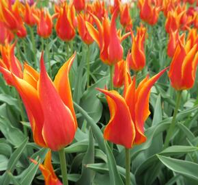 Tulipán liliovitý 'Fly Away' - Tulipa Lily Flowering 'Fly Away'