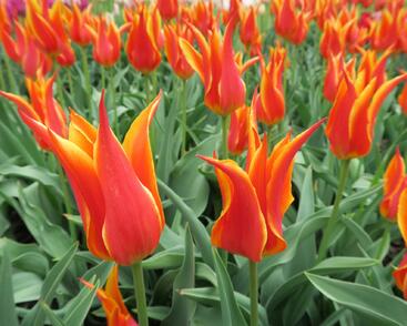 Tulipán liliovitý 'Fly Away'