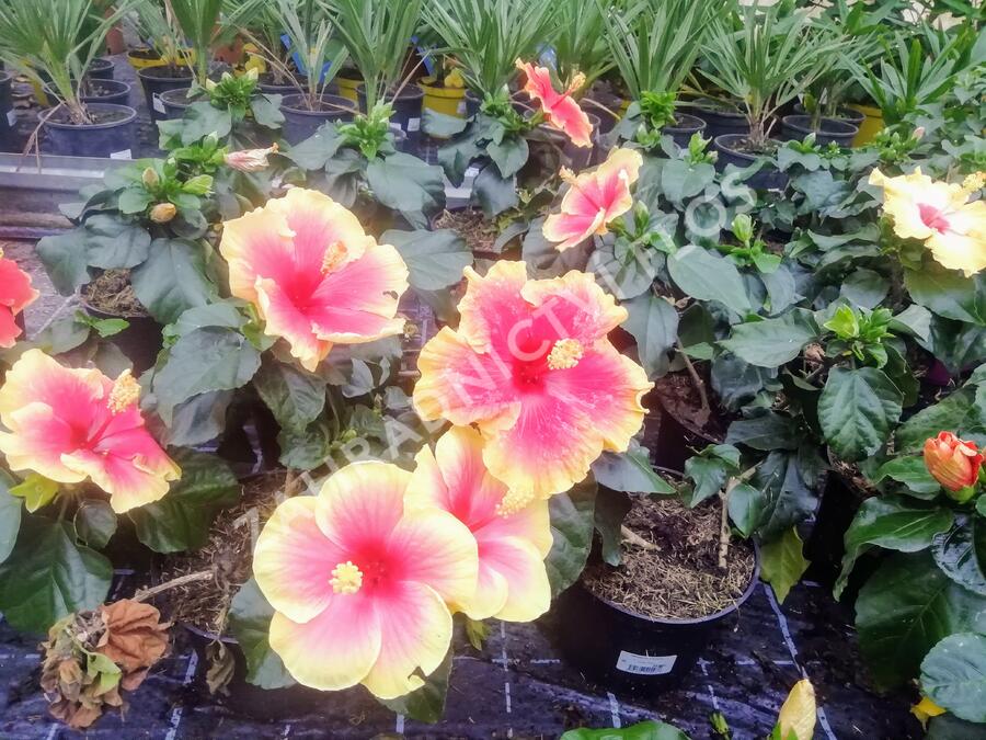 Ibišek čínský, čínská růže - Hibiscus rosa-sinensis