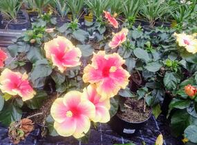 Ibišek čínský, čínská růže - Hibiscus rosa-sinensis