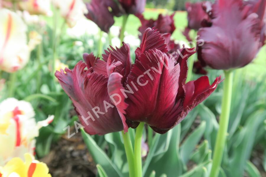 Tulipán papouškovitý 'Black Parrot' - Tulipa Parrot 'Black Parrot'