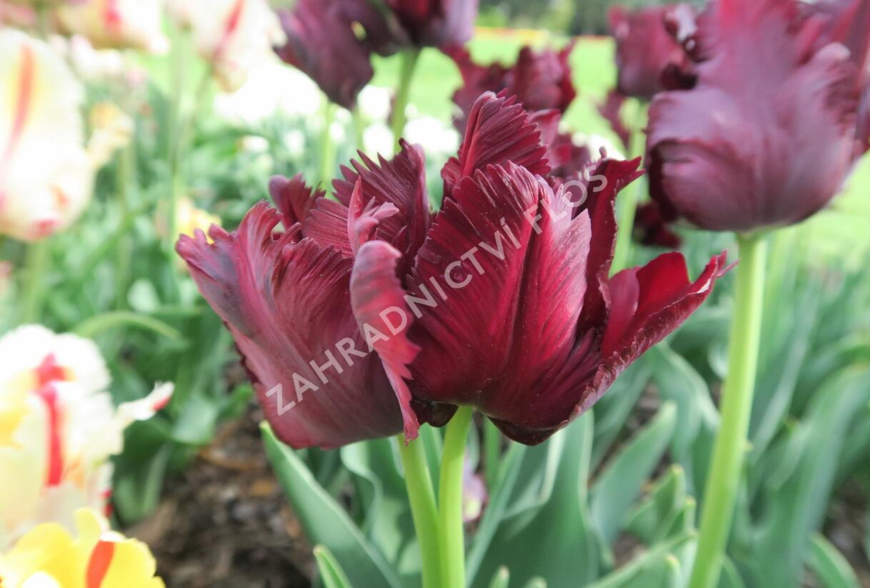 Tulipán papouškovitý 'Black Parrot' - Tulipa Parrot 'Black Parrot'