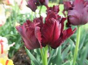 Tulipán papouškovitý 'Black Parrot' - Tulipa Parrot 'Black Parrot'