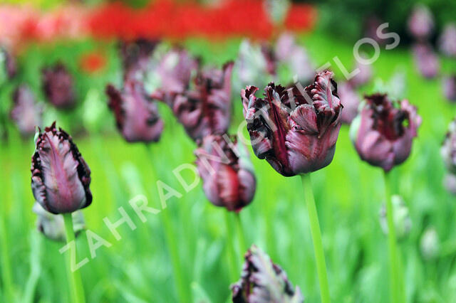 Tulipán papouškovitý 'Black Parrot' - Tulipa Parrot 'Black Parrot'