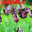Tulipán papouškovitý 'Black Parrot' - Tulipa Parrot 'Black Parrot'