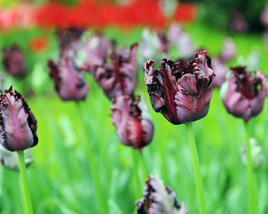Tulipán papouškovitý 'Black Parrot'