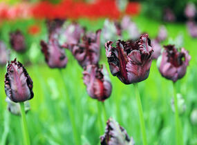 Tulipán papouškovitý 'Black Parrot' - Tulipa Parrot 'Black Parrot'
