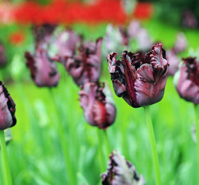 Tulipán papouškovitý 'Black Parrot' - Tulipa Parrot 'Black Parrot'