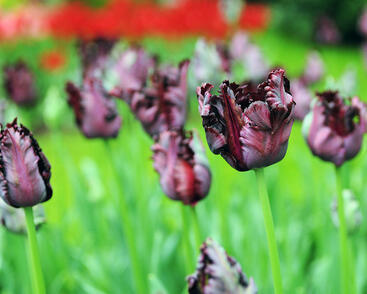 Tulipán papouškovitý 'Black Parrot'