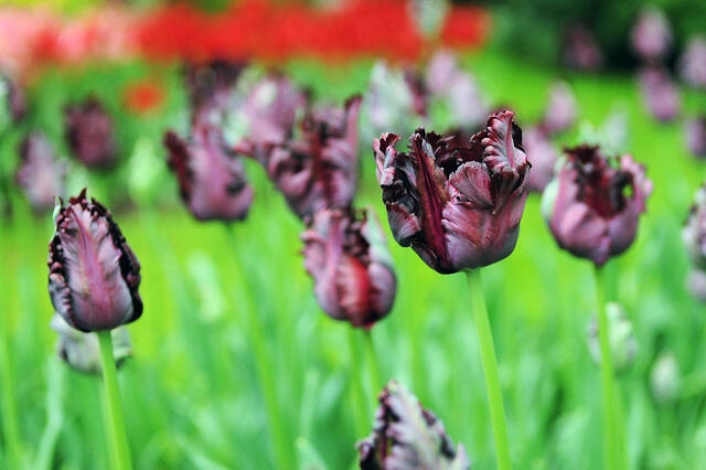 Tulipán papouškovitý 'Black Parrot' - Tulipa Parrot 'Black Parrot'