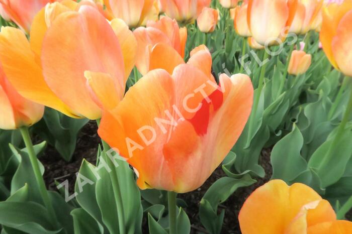 Tulipán Darwin hybrid 'Daydream' - Tulipa Darwin hybrid 'Daydream'