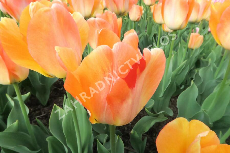 Tulipán Darwin hybrid 'Daydream' - Tulipa Darwin hybrid 'Daydream'